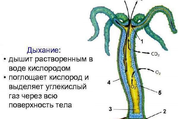 Ссылка на кракен в браузере